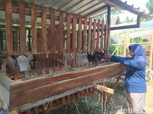 Jelang Idul Adha, 6 Kambing Warga Borobudur Magelang Digondol Maling