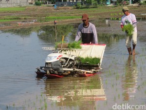 Ada 320 Hektare Lahan Tidur, Pemkab Sleman Bakal Optimalkan untuk Pertanian