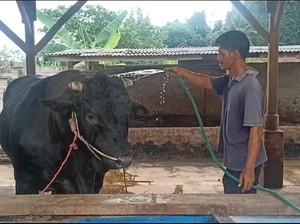 Cerita Peternak Lampung Kaget Sapi Brangus Miliknya Dibeli Jokowi