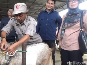 Dinyatakan Sehat, Hewan Kurban di Sumedang Dipasangi Kalung