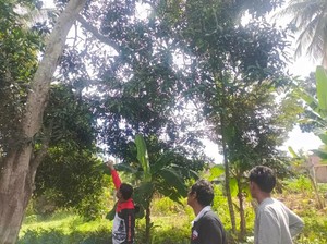 Pria Meninggal gegara Jatuh dari Pohon Saat Selamatkan Ponakan Mau Bunuh Diri