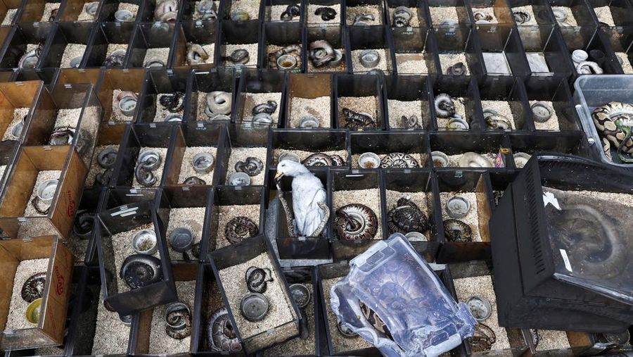 Sekitar 1.000 hewan mati dalam peristiwa kebakaran di pasar Chatuchak yang terkenal di Bangkok pada Selasa (11/6) pagi. Memusnahkan hampir 100 toko. (REUTERS/Chalinee Thirasupa )