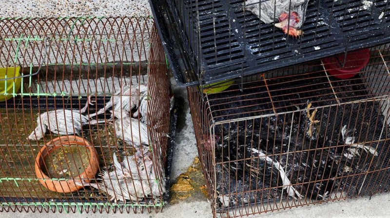 Sekitar 1.000 hewan mati dalam peristiwa kebakaran di pasar Chatuchak yang terkenal di Bangkok pada Selasa (11/6) pagi. Memusnahkan hampir 100 toko. (REUTERS/Chalinee Thirasupa )
