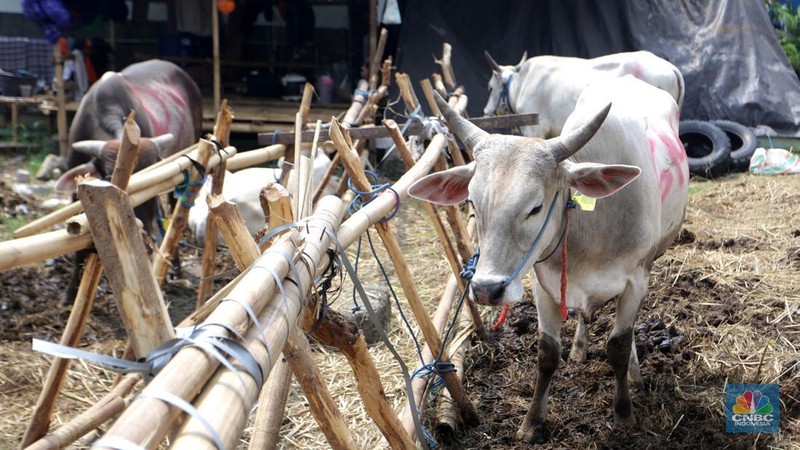 Hewan kurban Sapi asal Bima, Nusa Tenggara Barat (NTB) tampak berjejer di Pasar Hewan Kurban Musiman Kawasan Kuningan, Jakarta Selatan, Rabu (12/6/2024). Lapak hewan kurban mulai bermunculan di lahan-lahan kosong Jakarta. (վ/Muhammad Sabki)