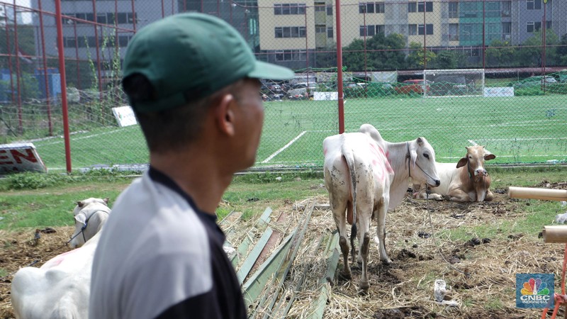 Hewan kurban Sapi asal Bima, Nusa Tenggara Barat (NTB) tampak berjejer di Pasar Hewan Kurban Musiman Kawasan Kuningan, Jakarta Selatan, Rabu (12/6/2024). Lapak hewan kurban mulai bermunculan di lahan-lahan kosong Jakarta. (CNBC Indonesia/Muhammad Sabki) Hewan kurban Sapi asal Bima, Nusa Tenggara Barat (NTB) tampak berjejer di Pasar Hewan Kurban Musiman Kawasan Kuningan, Jakarta Selatan, Rabu (12/6/2024). Lapak hewan kurban mulai bermunculan di lahan-lahan kosong Jakarta. (CNBC Indonesia/Muhammad Sabki)