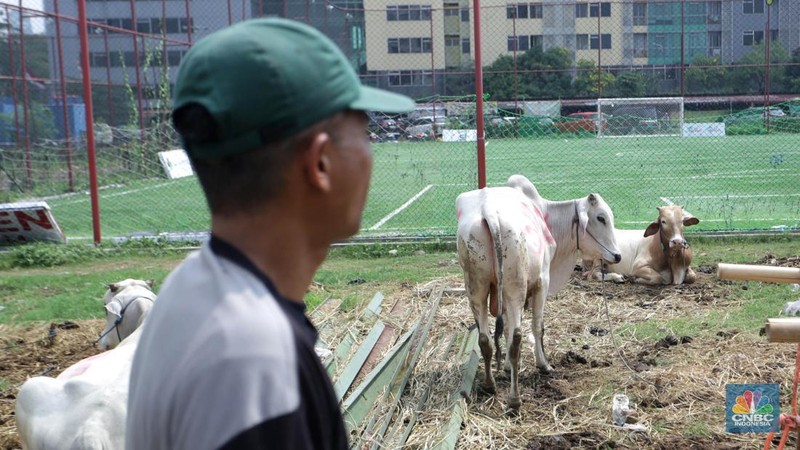 Hewan kurban Sapi asal Bima, Nusa Tenggara Barat (NTB) tampak berjejer di Pasar Hewan Kurban Musiman Kawasan Kuningan, Jakarta Selatan, Rabu (12/6/2024). Lapak hewan kurban mulai bermunculan di lahan-lahan kosong Jakarta. (վ/Muhammad Sabki)