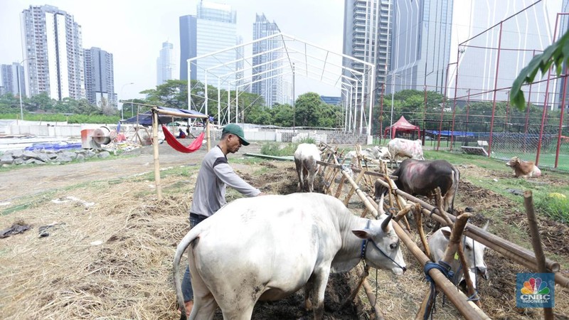 Hewan kurban Sapi asal Bima, Nusa Tenggara Barat (NTB) tampak berjejer di Pasar Hewan Kurban Musiman Kawasan Kuningan, Jakarta Selatan, Rabu (12/6/2024). Lapak hewan kurban mulai bermunculan di lahan-lahan kosong Jakarta. (վ/Muhammad Sabki)
