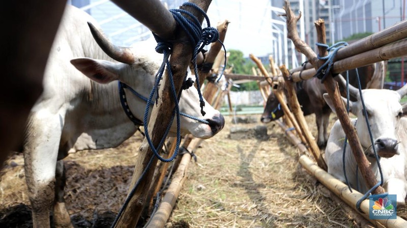 Hewan kurban Sapi asal Bima, Nusa Tenggara Barat (NTB) tampak berjejer di Pasar Hewan Kurban Musiman Kawasan Kuningan, Jakarta Selatan, Rabu (12/6/2024). Lapak hewan kurban mulai bermunculan di lahan-lahan kosong Jakarta. (վ/Muhammad Sabki)