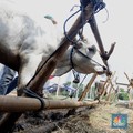 Ini 3 Golongan yang Berhak Mendapatkan Daging Kurban