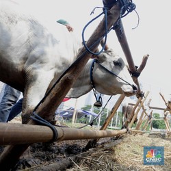 Lapak Kosong Jakarta Diburu Pedagang Sapi Kurban Bima