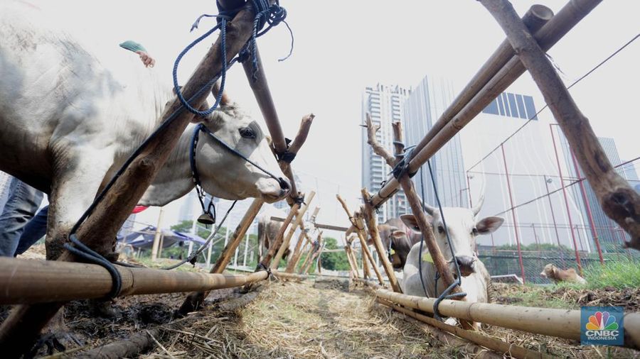 Hewan kurban Sapi asal Bima, Nusa Tenggara Barat (NTB) tampak berjejer di Pasar Hewan Kurban Musiman Kawasan Kuningan, Jakarta Selatan, Rabu (12/6/2024). Lapak hewan kurban mulai bermunculan di lahan-lahan kosong Jakarta. (CNBC Indonesia/Muhammad Sabki) Hewan kurban Sapi asal Bima, Nusa Tenggara Barat (NTB) tampak berjejer di Pasar Hewan Kurban Musiman Kawasan Kuningan, Jakarta Selatan, Rabu (12/6/2024). Lapak hewan kurban mulai bermunculan di lahan-lahan kosong Jakarta. (CNBC Indonesia/Muhammad Sabki)