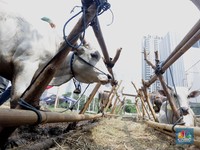 Lapak Kosong Jakarta Diburu Pedagang Sapi Kurban Bima