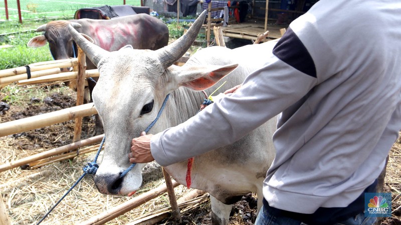 Hewan kurban Sapi asal Bima, Nusa Tenggara Barat (NTB) tampak berjejer di Pasar Hewan Kurban Musiman Kawasan Kuningan, Jakarta Selatan, Rabu (12/6/2024). Lapak hewan kurban mulai bermunculan di lahan-lahan kosong Jakarta. (CNBC Indonesia/Muhammad Sabki)