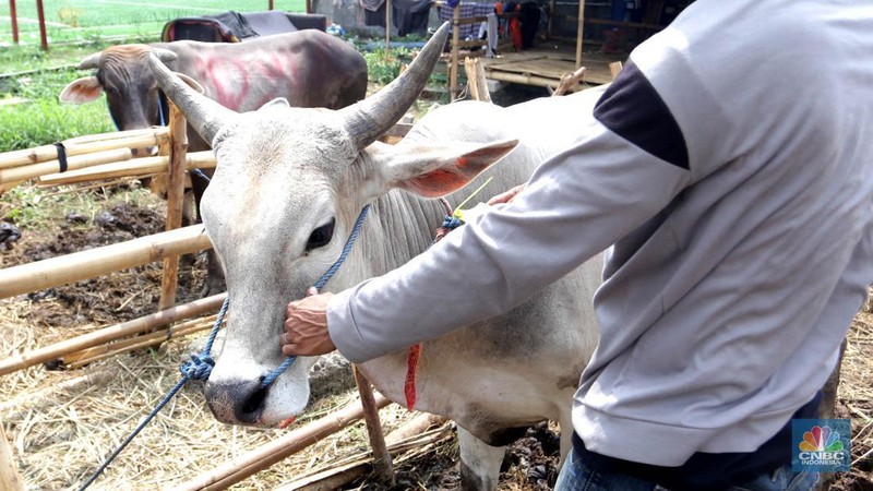Hewan kurban Sapi asal Bima, Nusa Tenggara Barat (NTB) tampak berjejer di Pasar Hewan Kurban Musiman Kawasan Kuningan, Jakarta Selatan, Rabu (12/6/2024). Lapak hewan kurban mulai bermunculan di lahan-lahan kosong Jakarta. (վ/Muhammad Sabki)