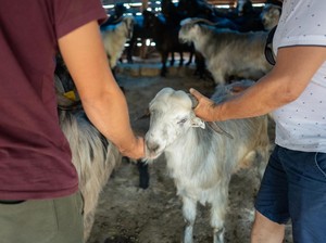 Berkurban dengan Biaya Utang, Apakah Boleh?