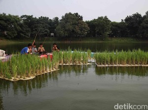Padi Apung Solusi Hadapi Kondisi Iklim di Sumsel tapi Biayanya Mahal