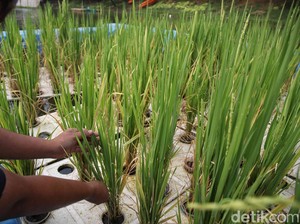 Padi Apung Dikembangkan di Sumsel, Produksinya Masih 4 Ton/Hektare