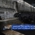 Video: Jangan Salah Pilih! Ini Dia Tips Cari Sapi Kurban Berkualitas