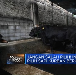 Video: Jangan Salah Pilih! Ini Dia Tips Cari Sapi Kurban Berkualitas