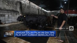 Video: Jangan Salah Pilih! Ini Dia Tips Cari Sapi Kurban Berkualitas