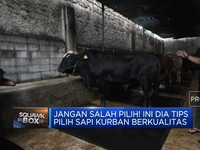 Video: Jangan Salah Pilih! Ini Dia Tips Cari Sapi Kurban Berkualitas