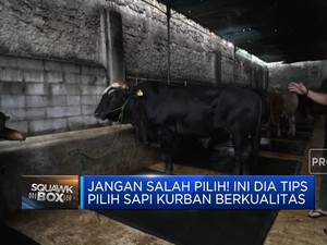Video: Jangan Salah Pilih! Ini Dia Tips Cari Sapi Kurban Berkualitas