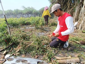 Sedih! Tanaman Cabai Siap Panen di Pantai Bugel Rusak Diterjang Ombak