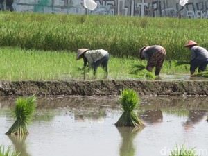 BMKG Jogja Jelaskan Kenapa Hujan Muncul di Musim Kemarau