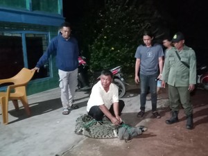 BKSDA Sumsel Evakuasi Buaya yang Masuk Lahan Sawah Warga di Banyuasin