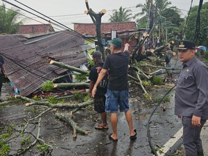 4 Pohon di Palembang Tumbang Diterpa Hujan Deras dan Angin Kencang