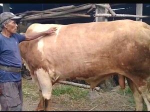 Jokowi Beli Sapi Kurban dari Mbah Tukiyar di Sleman, Harga Rp 66 Juta
