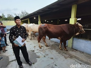 Jelang Idul Adha, Supermarket Sapi di Kulon Progo Panen Cuan