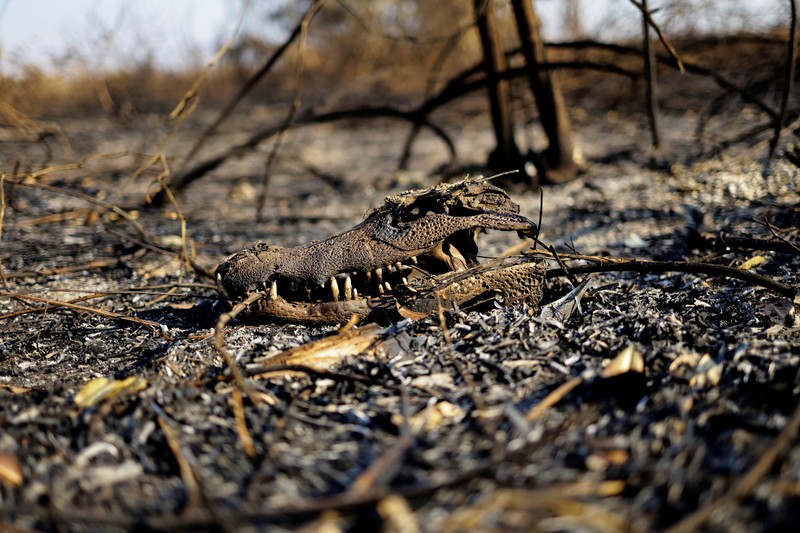 Pemandangan drone menunjukkan asap mengepul dari kebakaran di Pantanal, lahan basah terbesar di dunia, di Corumba, negara bagian Mato Grosso do Sul, Brasil, 10 Juni 2024. Pemandangan drone menunjukkan asap mengepul dari kebakaran di Pantanal, lahan basah terbesar di dunia, di Corumba, negara bagian Mato Grosso do Sul, Brasil, 10 Juni 2024. (REUTERS/Ueslei Marcelino)