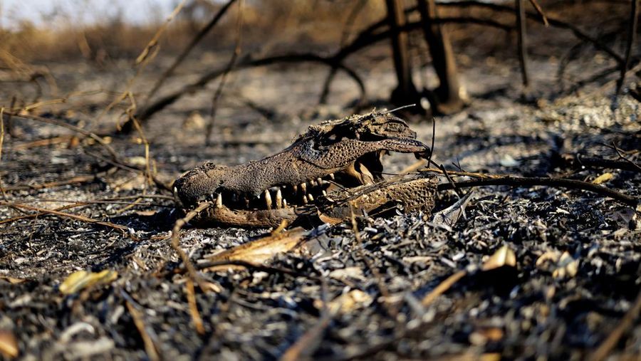 Pemandangan drone menunjukkan asap mengepul dari kebakaran di Pantanal, lahan basah terbesar di dunia, di Corumba, negara bagian Mato Grosso do Sul, Brasil, 10 Juni 2024. (REUTERS/Ueslei Marcelino)