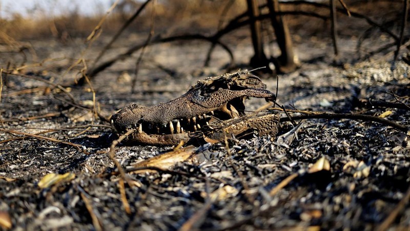 Pemandangan drone menunjukkan asap mengepul dari kebakaran di Pantanal, lahan basah terbesar di dunia, di Corumba, negara bagian Mato Grosso do Sul, Brasil, 10 Juni 2024. (REUTERS/Ueslei Marcelino)