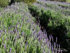 Pengalaman Wisata Petik Bunga Lavender, Tempatnya Indah Banget