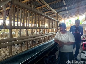Heboh Belasan Kambing Mati gegara Virus di Probolinggo, Benarkah?