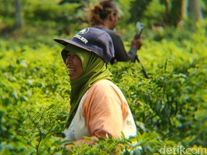 Buruh Petik Cabai Kulon Progo Ikut Cuan Saat Panen, Sehari Raup Rp 100 Ribu