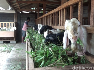 Kambing Senduro Bawa Cuan untuk Peternak Lumajang Jelang Iduladha