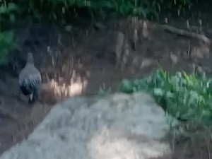 Heboh Ayam Hutan Tuntun Pendaki Gunung Andong Magelang