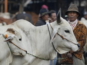 Sejarah Kurban dan Asal Mula Penyembelihan Hewan Idul Adha