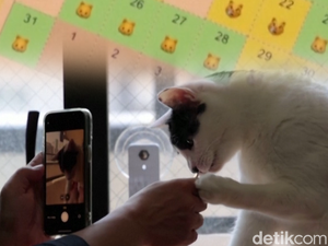 Serba-serbi Aplikasi AI Jepang yang Disebut Bisa Deteksi Kucing Sakit