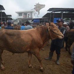 Gaji Rp 8 Juta Mau Kurban Sapi Tahun Depan? Gini Caranya