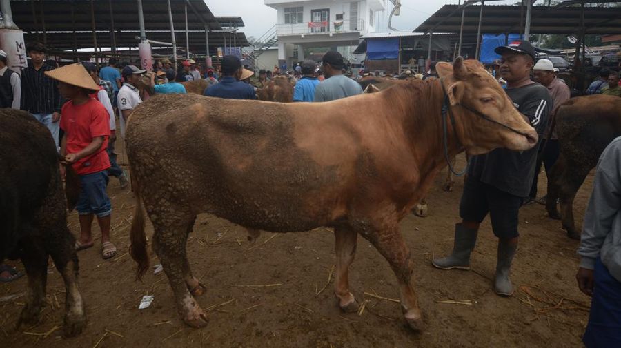 Pegang membawa sapi untuk dijual di Pasar Hewan Jelok, Cepogo, Boyolali, Jawa Tengah, Jumat (14/6/2024). Menurut pedagang menjelang Idul Adha 2024, harga penjualan sapi pedaging untuk kebutuhan kurban naik kisaran Rp1 juta hingga Rp2 juta per ekor tergantung jenis dan kualitasnya. ANTARA FOTO/Aloysius Jarot Nugroho/foc.
