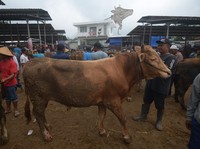 Gaji Rp 8 Juta Mau Kurban Sapi Tahun Depan? Gini Caranya