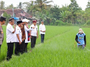 Beras Organik Asal Banyuwangi Dipasarkan ke 18.000 Supermarket
