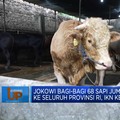 Jokowi Bagi-Bagi 68 Sapi Jumbo ke Seluruh Provinsi, IKN Kebagian