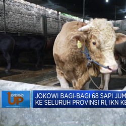 Jokowi Bagi-Bagi 68 Sapi Jumbo ke Seluruh Provinsi, IKN Kebagian