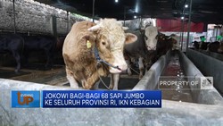 Jokowi Bagi-Bagi 68 Sapi Jumbo ke Seluruh Provinsi, IKN Kebagian