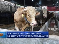 Jokowi Bagi-Bagi 68 Sapi Jumbo ke Seluruh Provinsi, IKN Kebagian